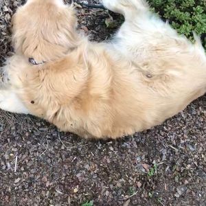 Meet your Posher, Donald